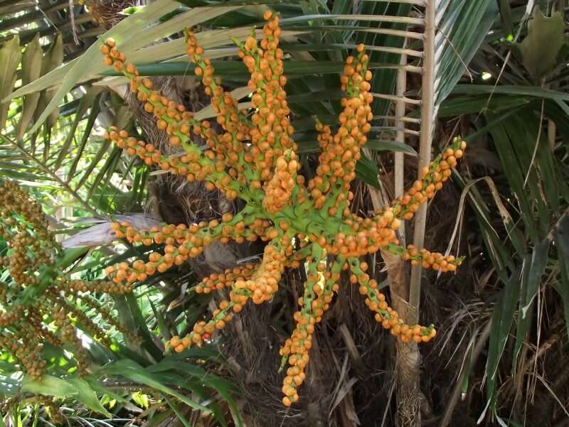 Zwergzuckerpalme (Arenga engleri)