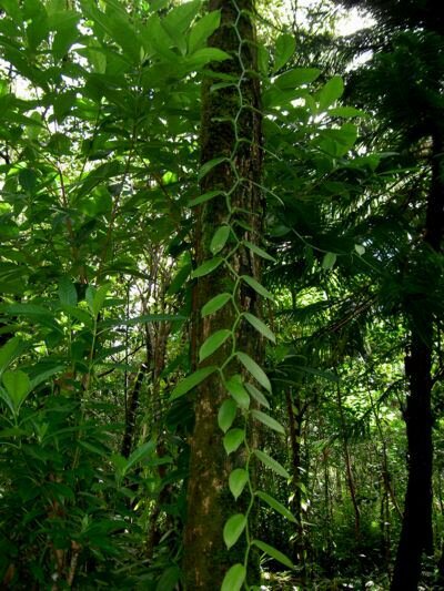 Vanille-Orchidee (Vanilla planifolia)