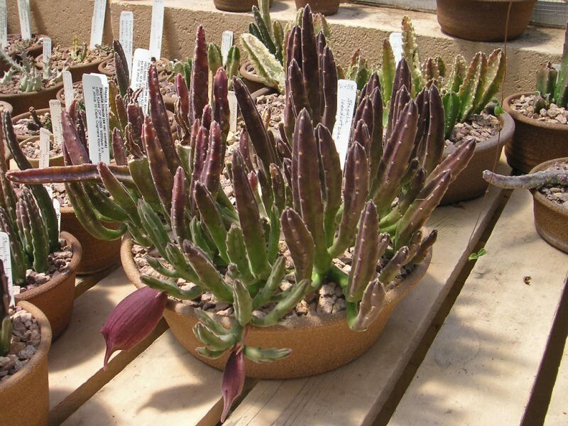 Aasblume (Stapelia leendertziae)