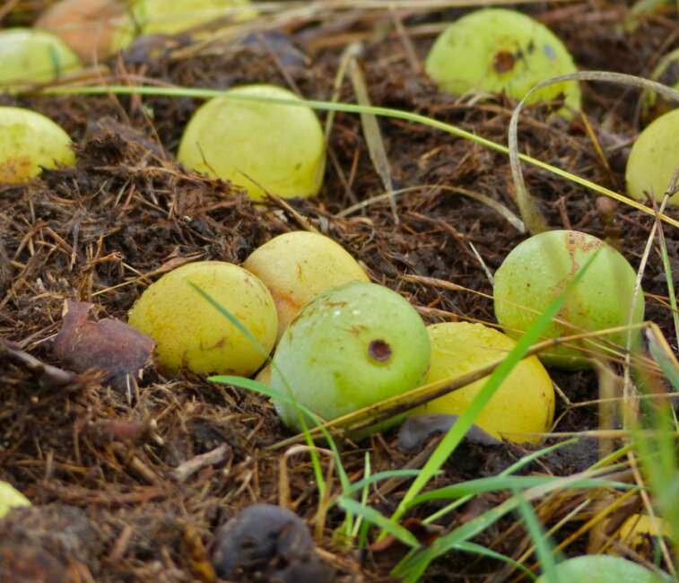 Marula (Sclerocarya birrea ssp. caffra)