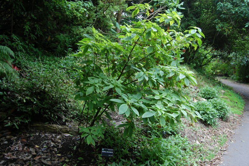 Goldfuchsie (Deppea splendens)
