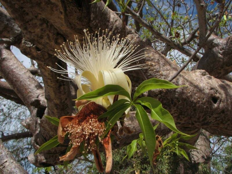 Australischer Baobab (Adansonia gregorii)