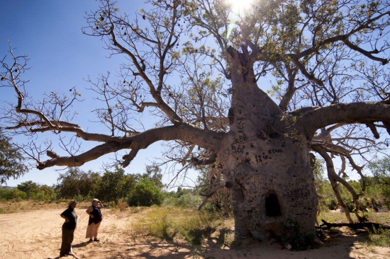 Australischer Baobab (Adansonia gregorii)
