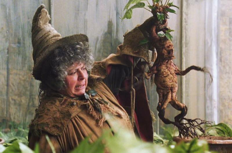 Alraune (Mandragora officinarum)