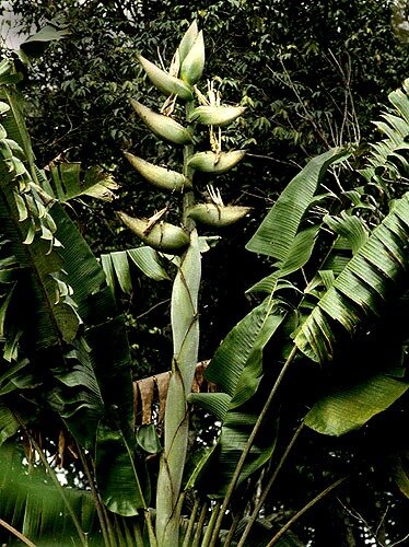 S&uuml;damerikanischer Baum der Reisenden (Phenakospermum guyannense)