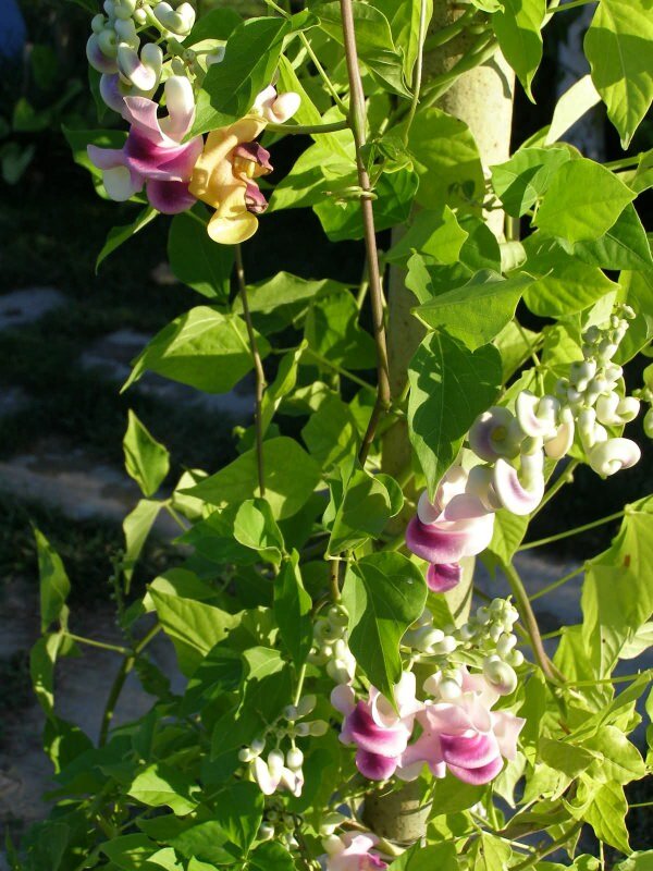 Schneckenblume (Cochliasanthus caracalla)