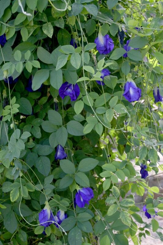 Schmetterlingswicke (Clitoria ternatea)