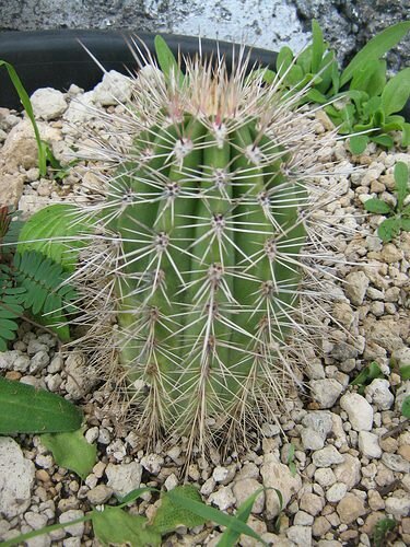 Saguaro-Kaktus (Carnegiea gigantea)
