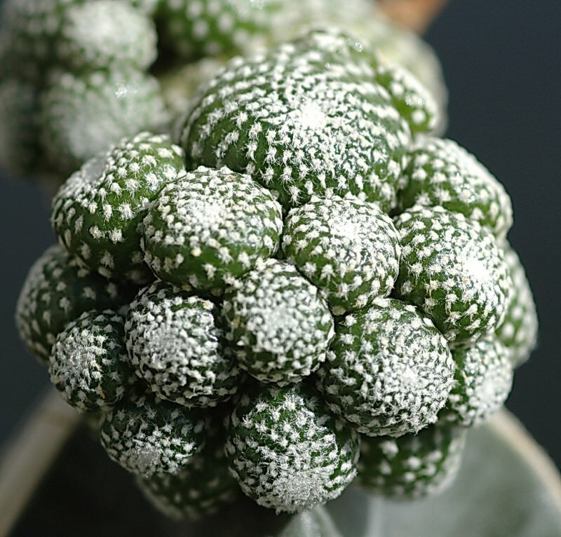 Blossfeldia (Blossfeldia liliputana)