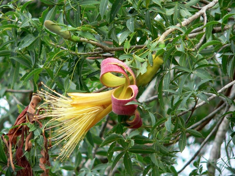 Fony-Baobab (Adansonia rubrostipa)