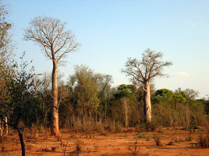 Za-Baobab (Adansonia za)
