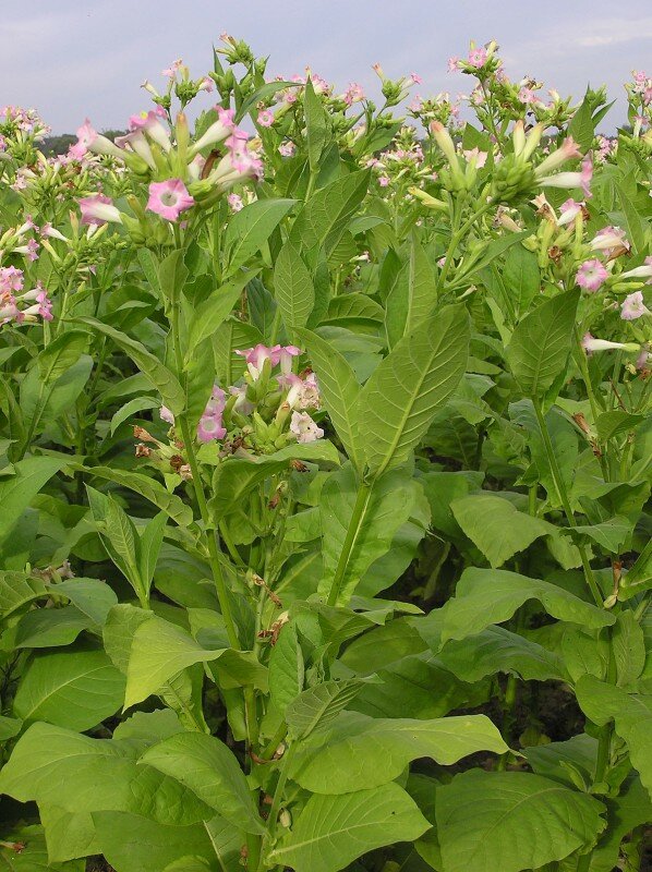 Tabakpflanze (Nicotiana tabacum)