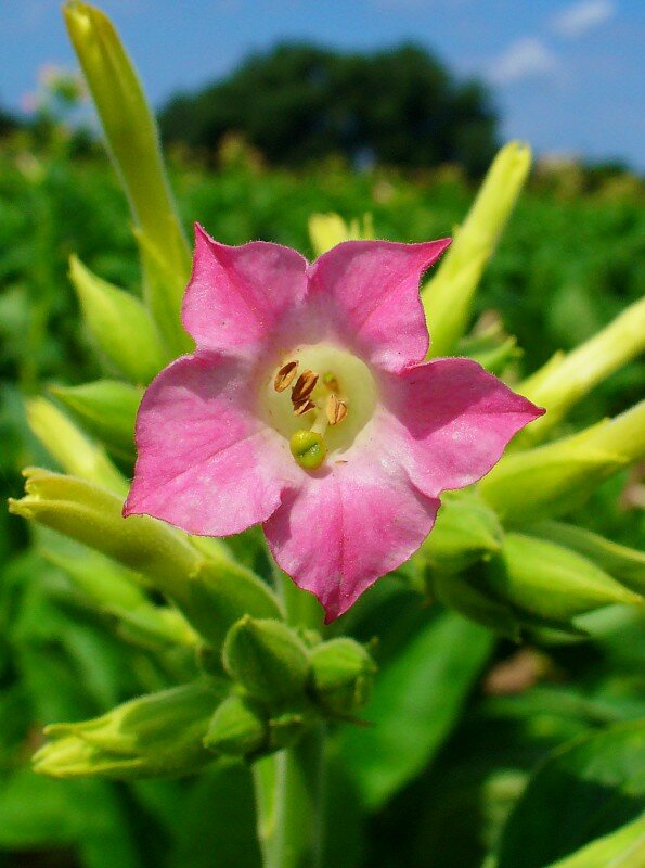 Tabakpflanze (Nicotiana tabacum)