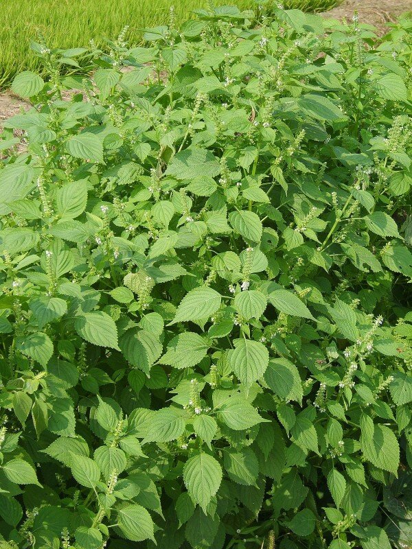Koreanische Perilla (Perilla frutescens)