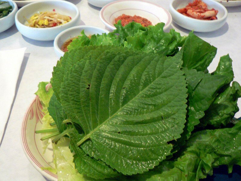 Koreanische Perilla (Perilla frutescens)
