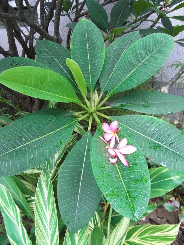 Frangipani (Plumeria rubra)