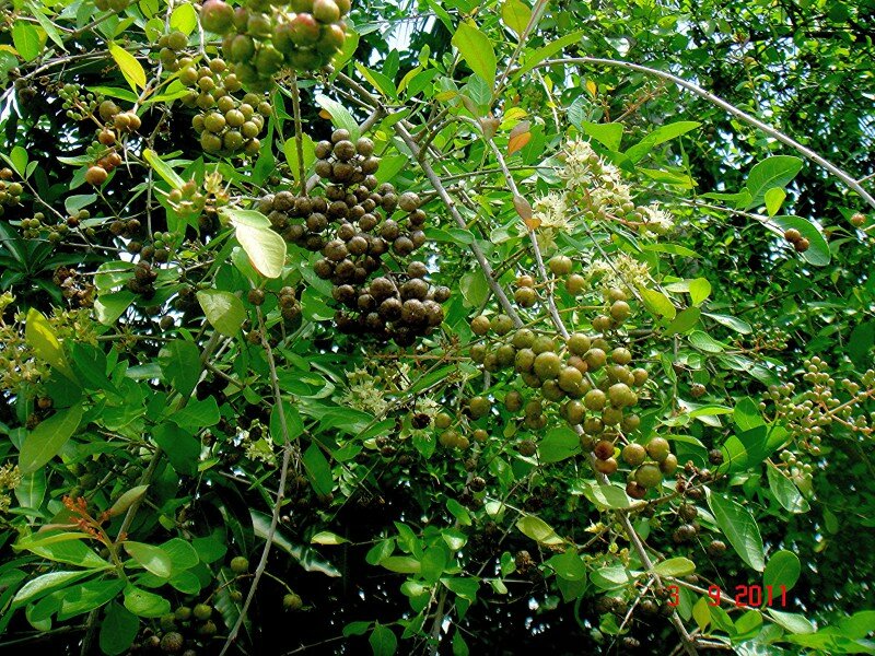 Henna (Lawsonia inermis)