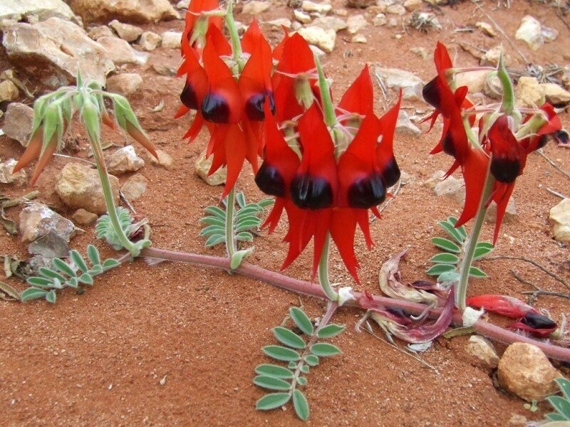 Sturts W&uuml;stenerbse (Swainsona formosa)