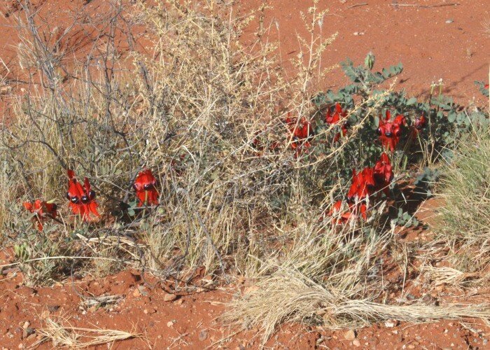 Sturts W&uuml;stenerbse (Swainsona formosa)