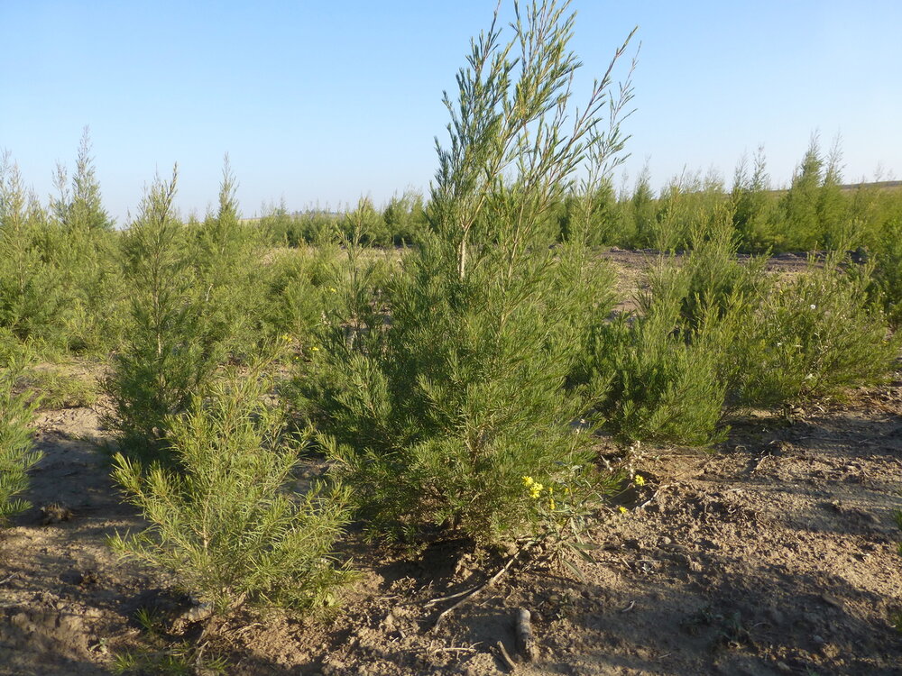 Rooibos (Aspalathus linearis)