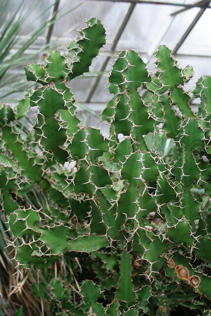 Kuhhorn-Euphorbie (Euphorbia grandicornis)