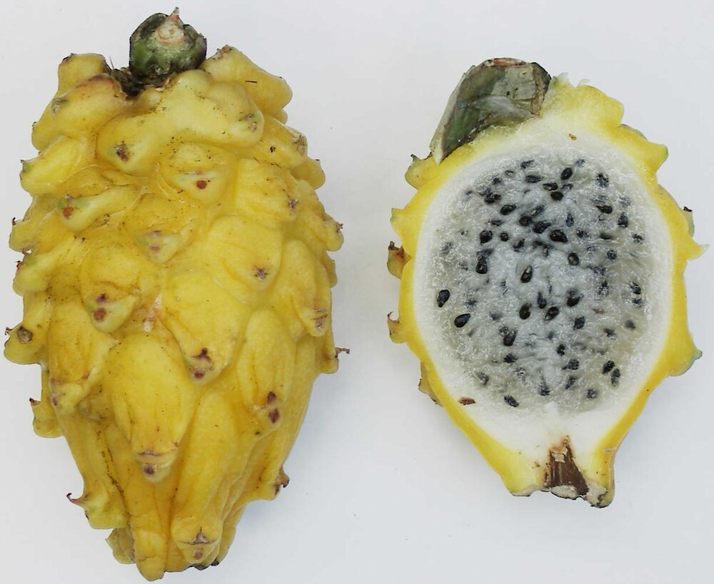 Gelbe Pitahaya (Hylocereus megalanthus)