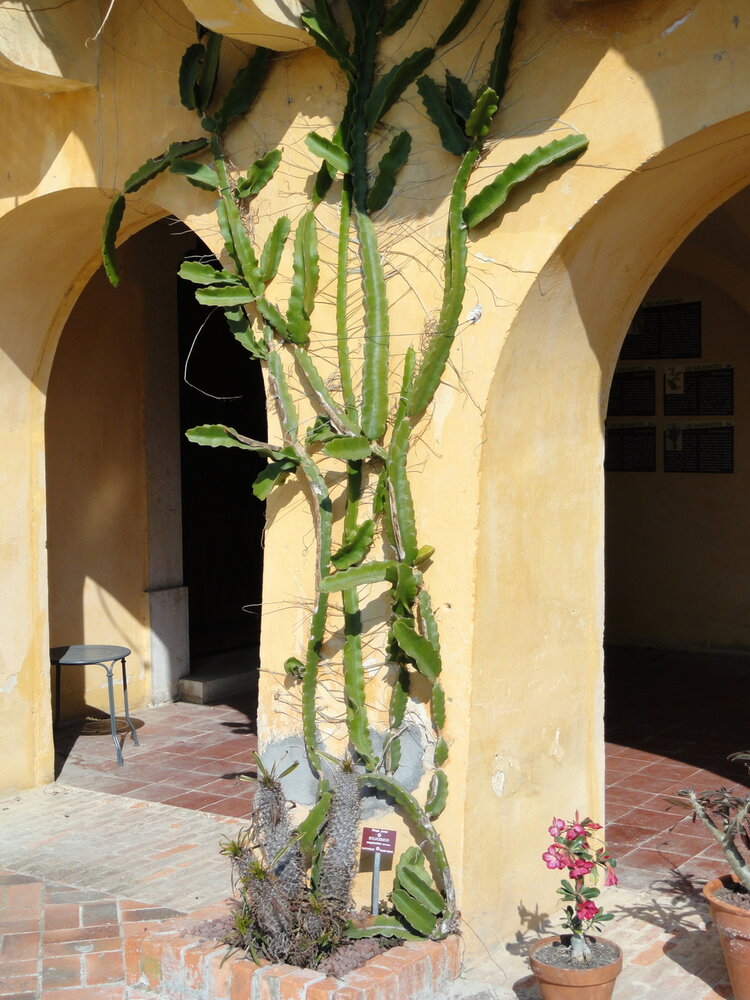 Gelbe Pitahaya (Hylocereus megalanthus)