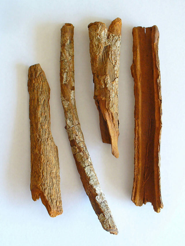 Roter Chinarindenbaum (Cinchona pubescens)