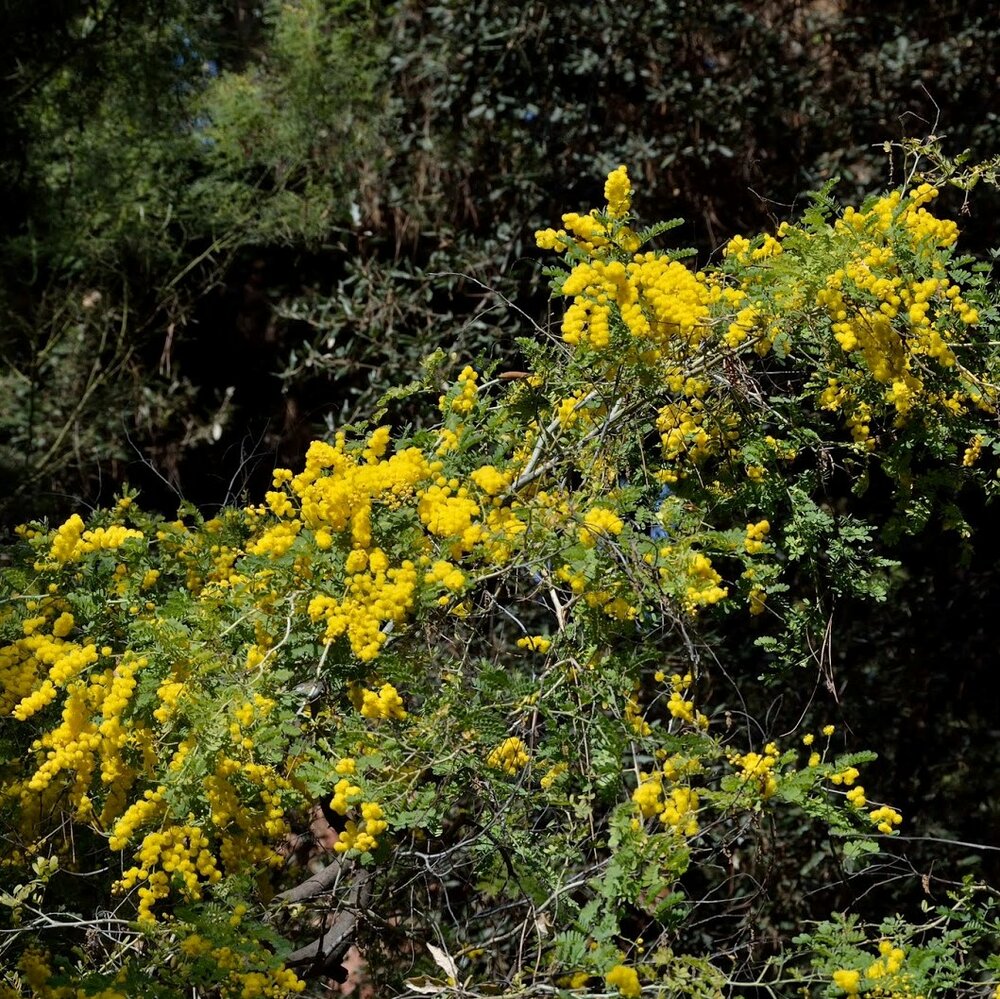 Mudgee-Akazie (Acacia spectabilis)