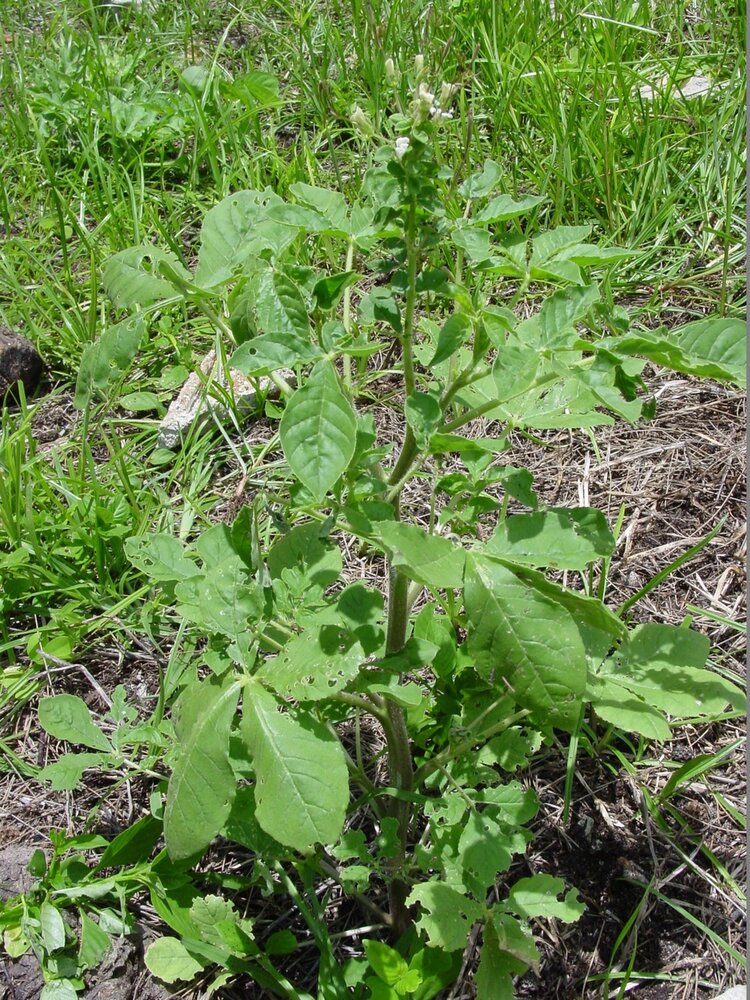 Afrikanische Spinnenblume (Cleome gynandra)