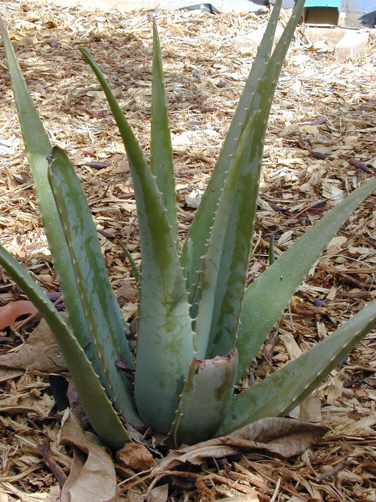 Aloe vera (Aloe vera)