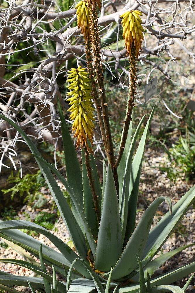 Aloe vera (Aloe vera)