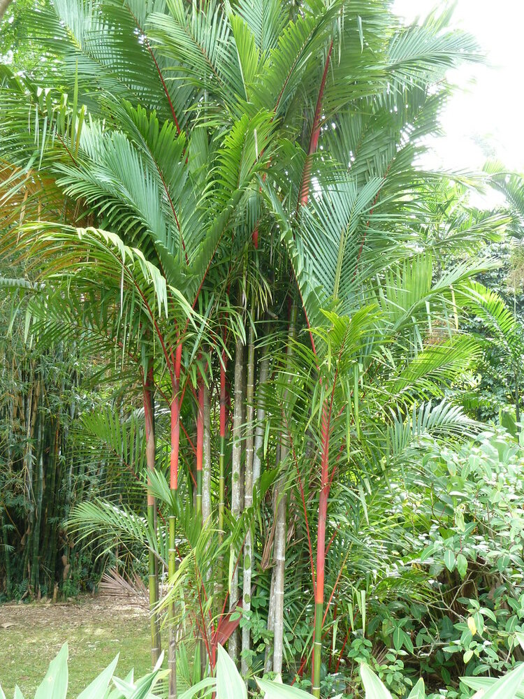 Lippenstiftpalme (Cyrtostachys renda)