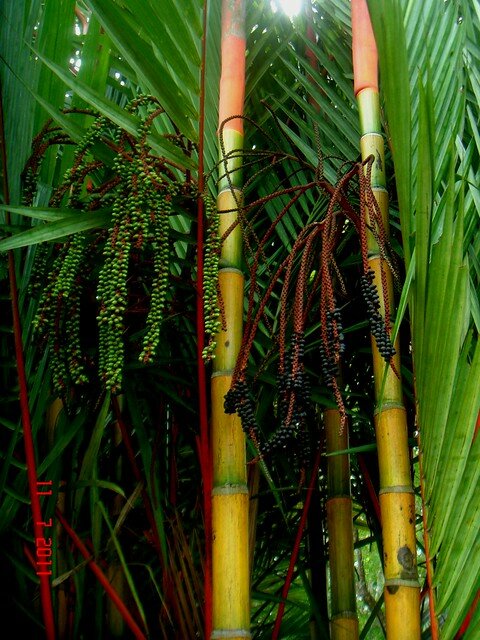 Lippenstiftpalme (Cyrtostachys renda)