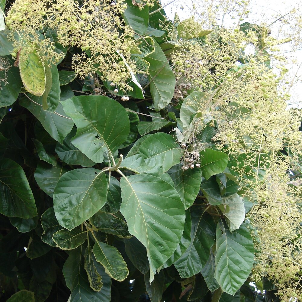 Teak (Tectona grandis)