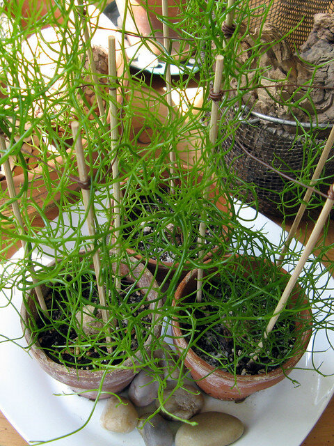 Kletterzwiebel (Bowiea volubilis)