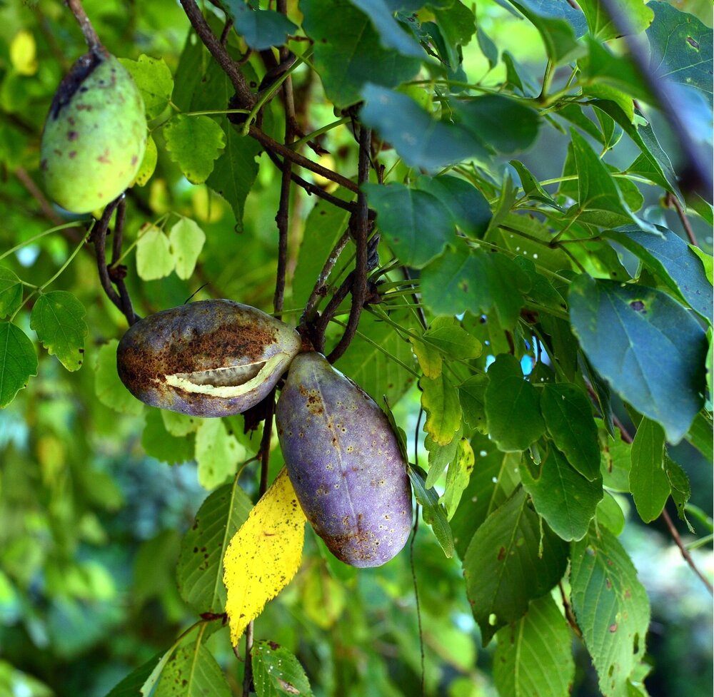 Dreibl&auml;ttrige Schokoladenranke (Akebia trifoliata)