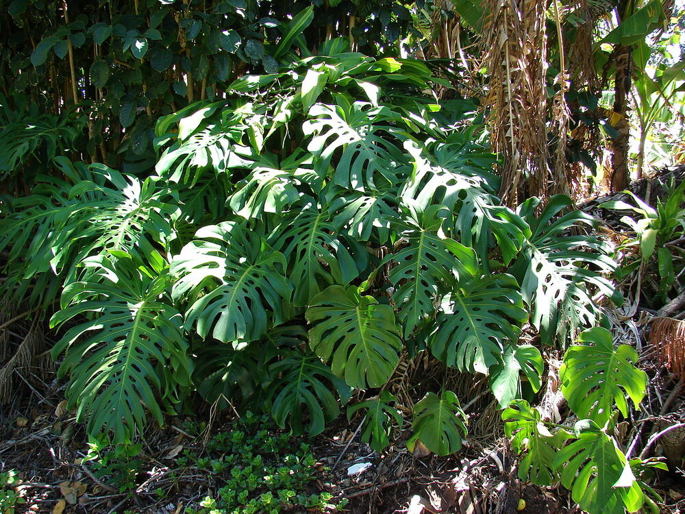 Lochpflanze (Monstera deliciosa)