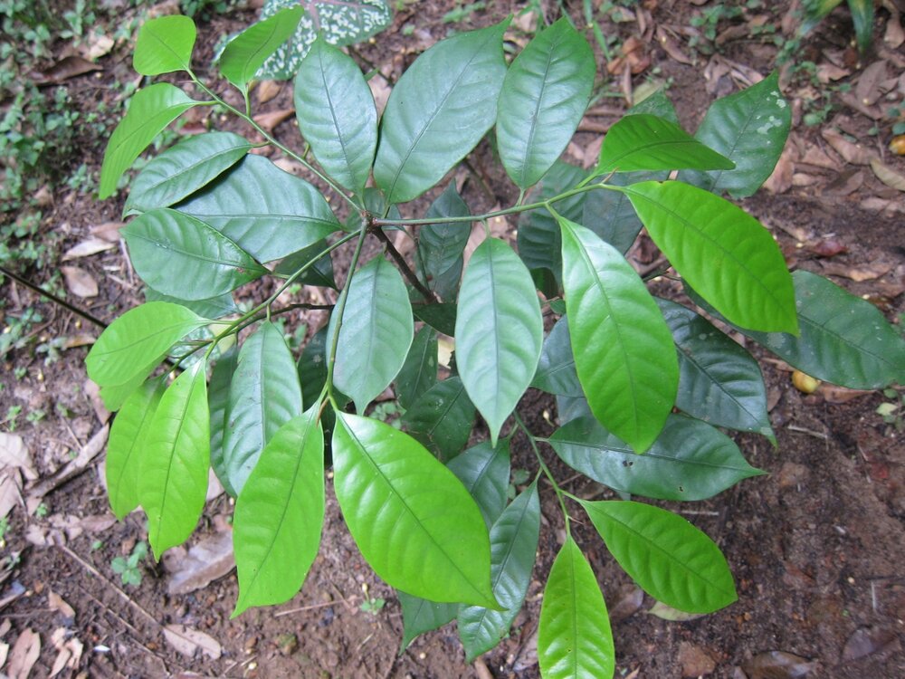 Muskatbaum (Myristica fragrans)