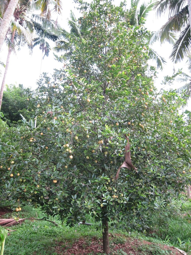 Muskatbaum (Myristica fragrans)