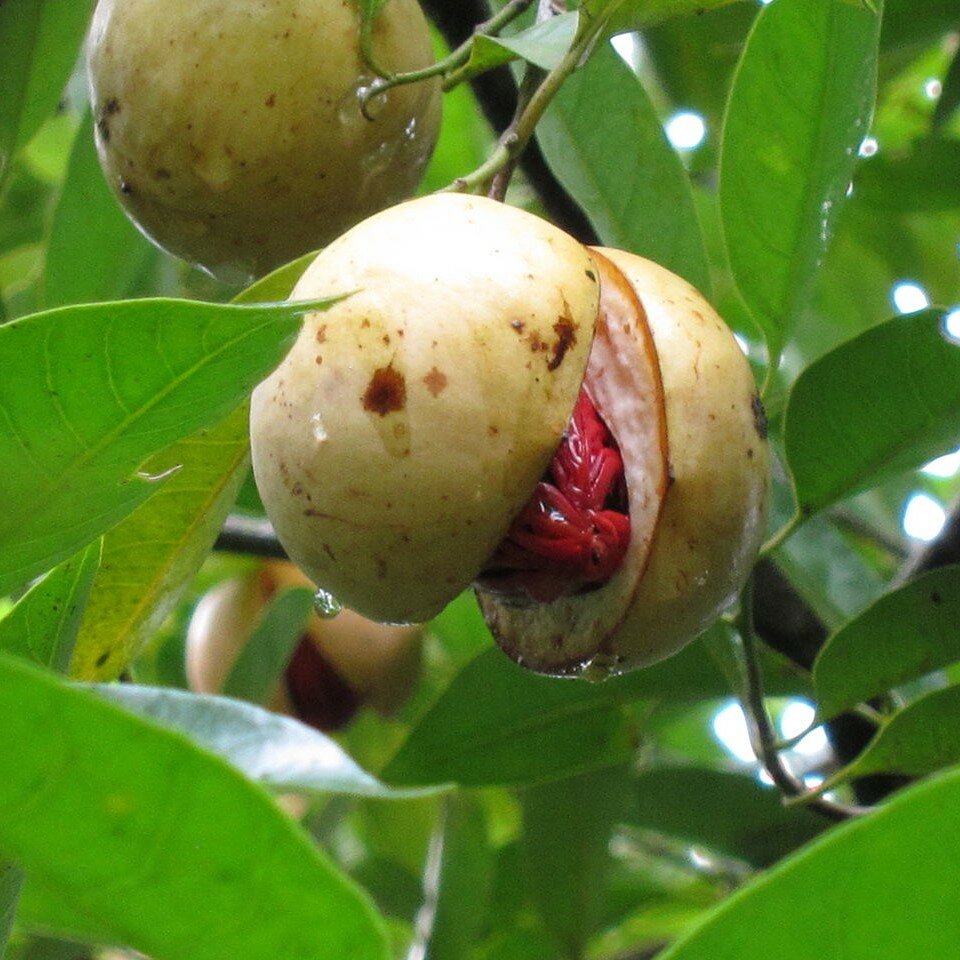 Muskatbaum (Myristica fragrans)