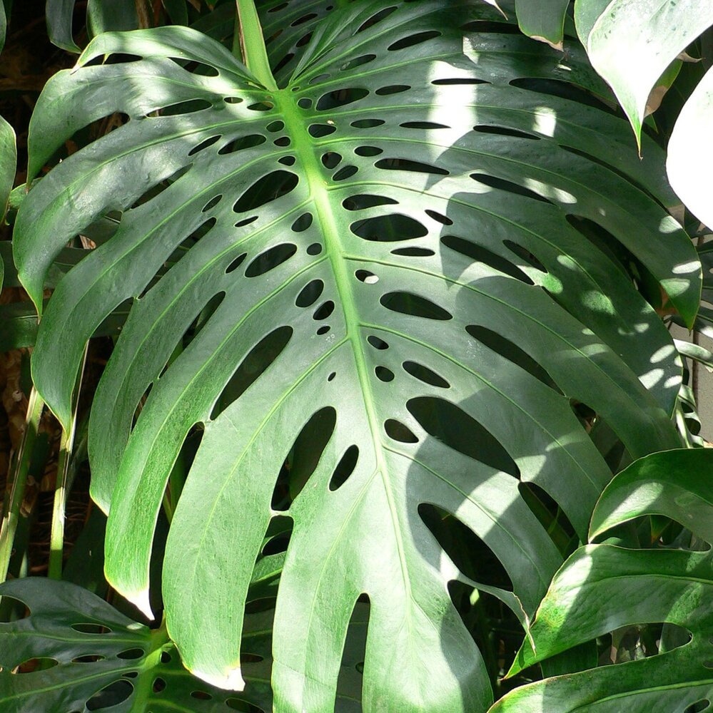 Lochpflanze (Monstera deliciosa)