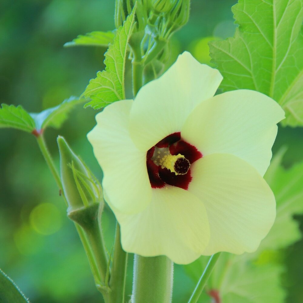 Okra (Abelmoschus esculentus)