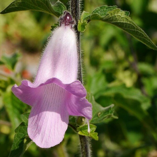 S&uuml;dafrikanischer Fingerhut (Ceratotheca triloba)