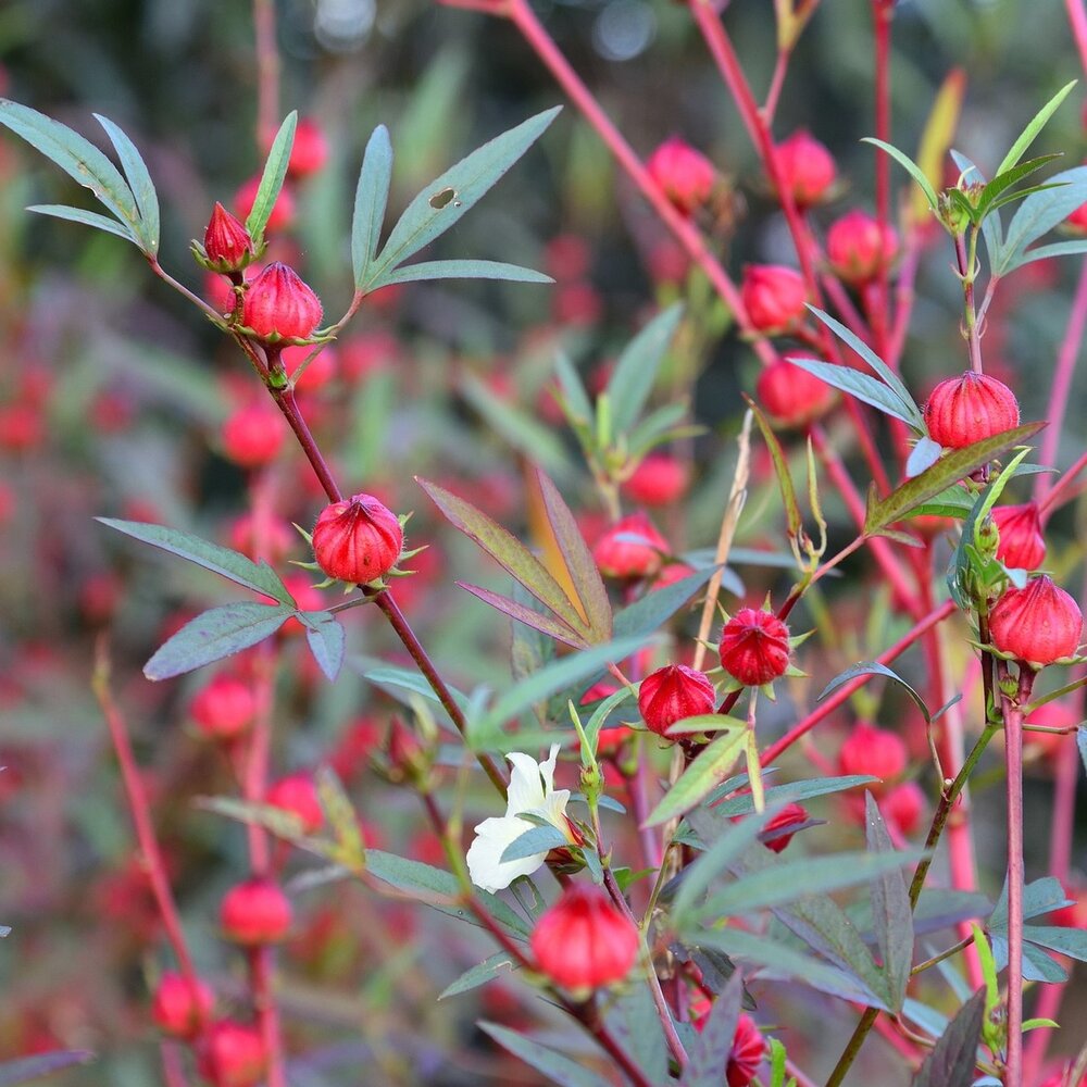 Roselle (Hibiscus sabdariffa)