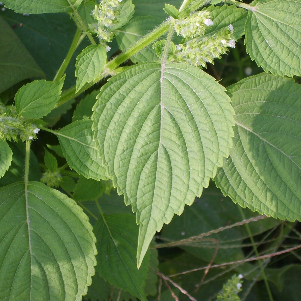 Koreanische Perilla (Perilla frutescens)