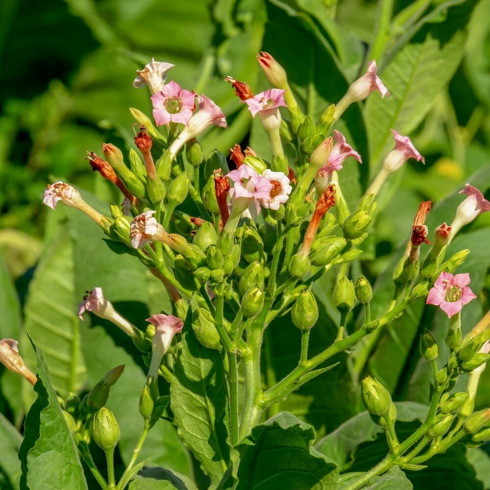 Tabakpflanze (Nicotiana tabacum)