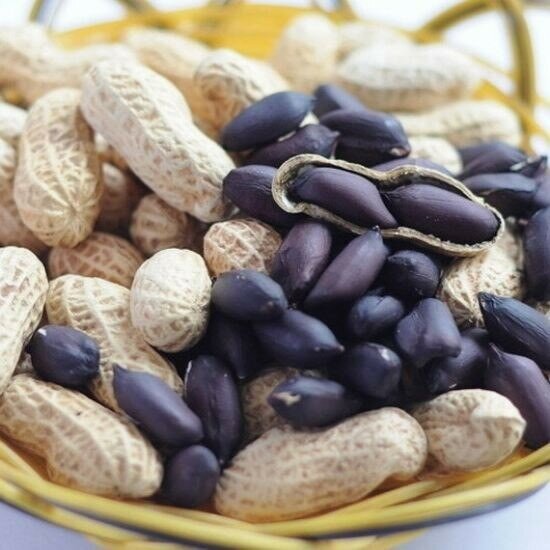 Schwarze Erdnuss (Arachis hypogaea 'Black')