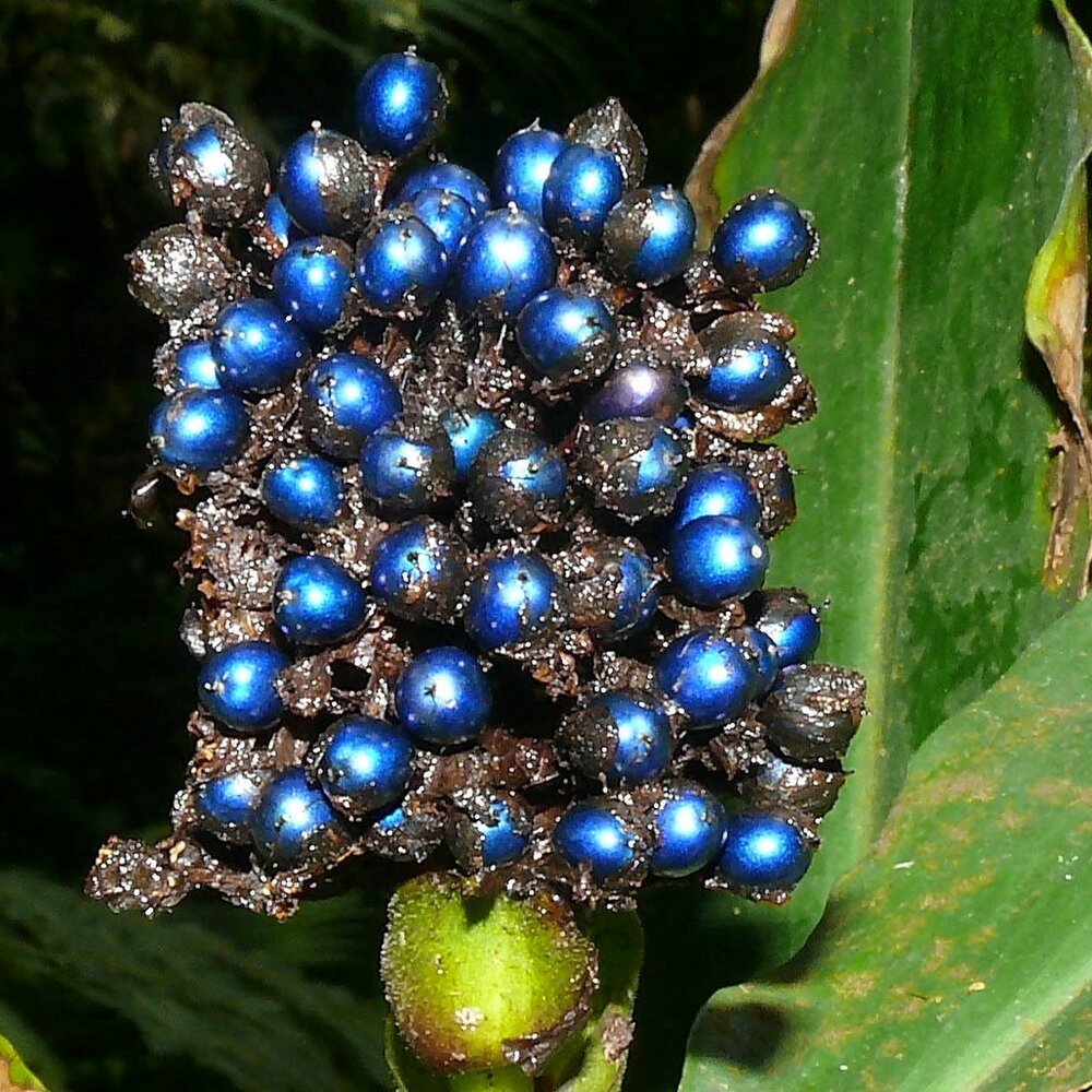 Marmorbeere (Pollia condensata)