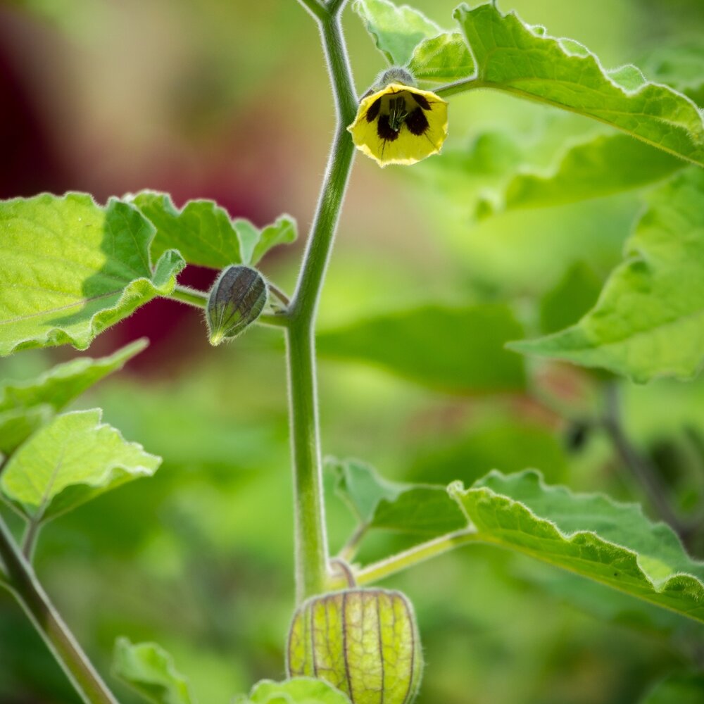 Andenbeeren (Physalis peruviana)
